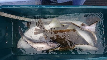 小樽港遊漁船ＳＨＡＫＥ 釣果