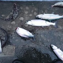 小樽港遊漁船ＳＨＡＫＥ 釣果