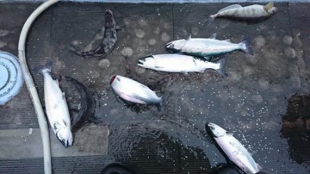 小樽港遊漁船ＳＨＡＫＥ 釣果