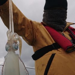 シースナイパー海龍 釣果