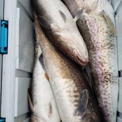 海龍丸（石川） 釣果