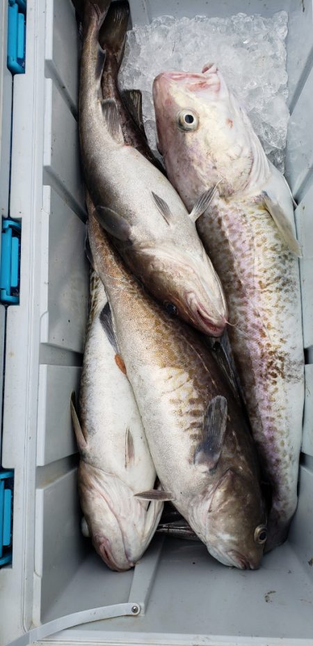 海龍丸（石川） 釣果