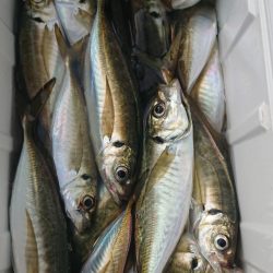 金沢八景鴨下丸 釣果