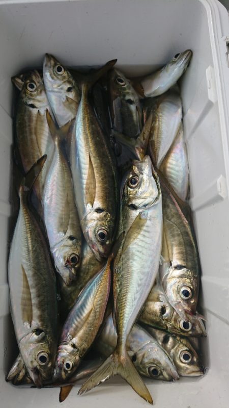 金沢八景鴨下丸 釣果