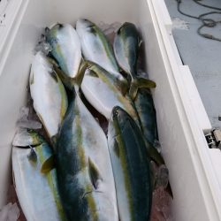 LUSTER『ラスター』 釣果