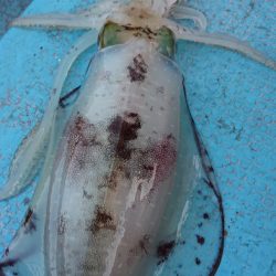 シースナイパー海龍 釣果