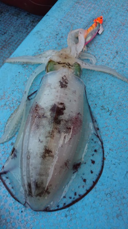 シースナイパー海龍 釣果