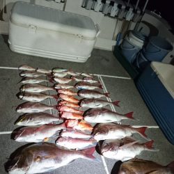 ARCADIAⅡ (アルカディアⅡ) 釣果