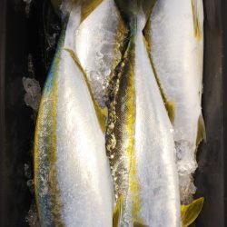 第二龍勢丸 釣果