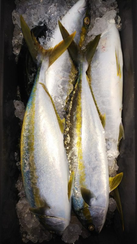 第二龍勢丸 釣果