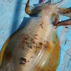 シースナイパー海龍 釣果