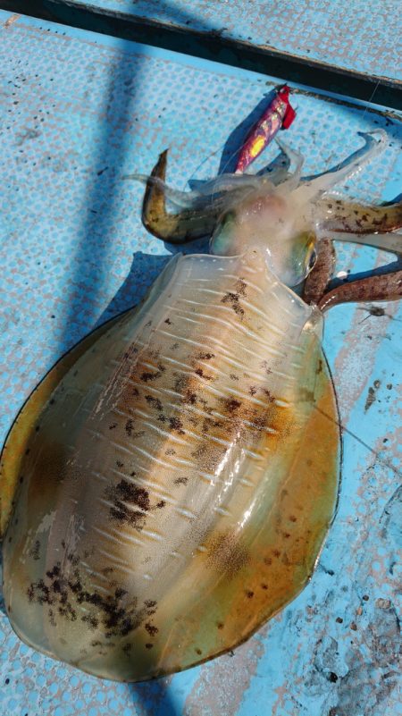 シースナイパー海龍 釣果