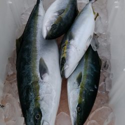 LUSTER『ラスター』 釣果