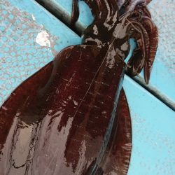 シースナイパー海龍 釣果