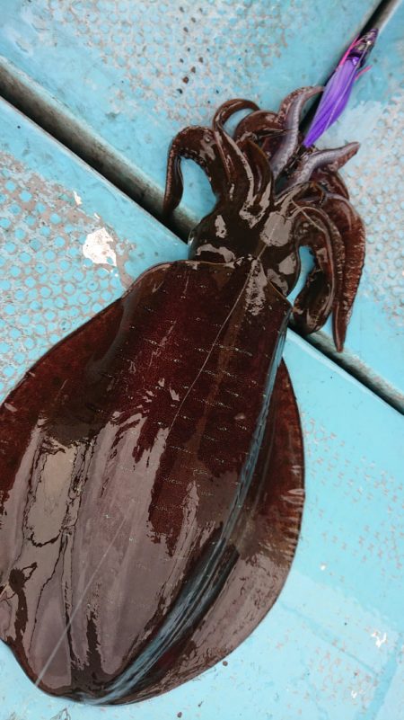 シースナイパー海龍 釣果