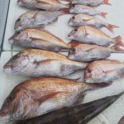 タイラバ遊漁船 ワンピース 釣果