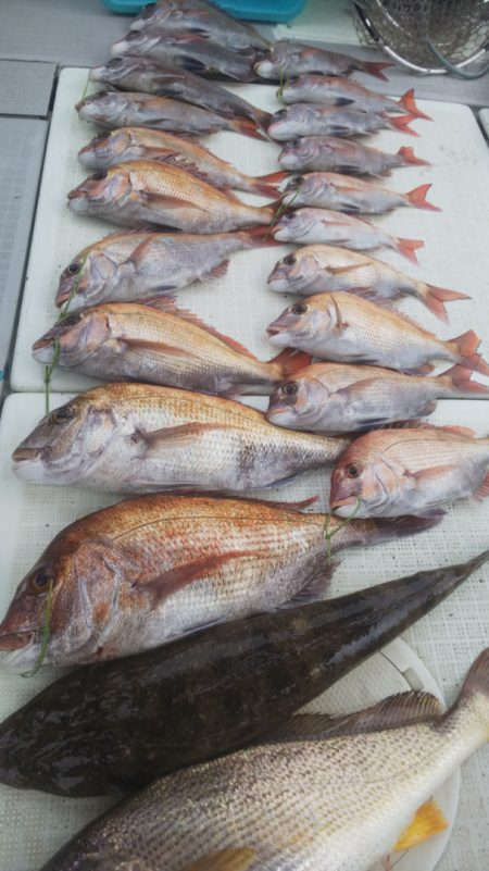 タイラバ遊漁船 ワンピース 釣果