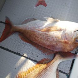 タイラバ遊漁船 ワンピース 釣果