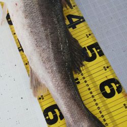 タイラバ遊漁船 ワンピース 釣果