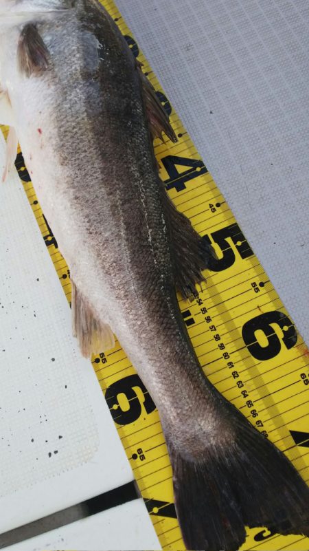 タイラバ遊漁船 ワンピース 釣果