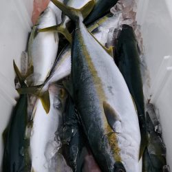 LUSTER『ラスター』 釣果