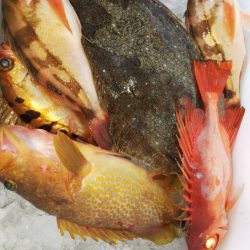 第二龍勢丸 釣果