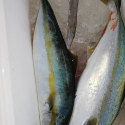 第二龍勢丸 釣果