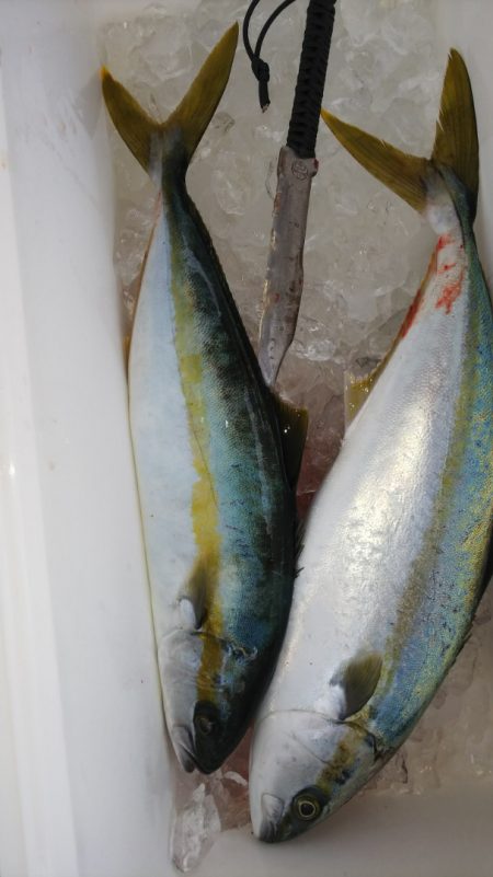 第二龍勢丸 釣果