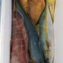 第二龍勢丸 釣果