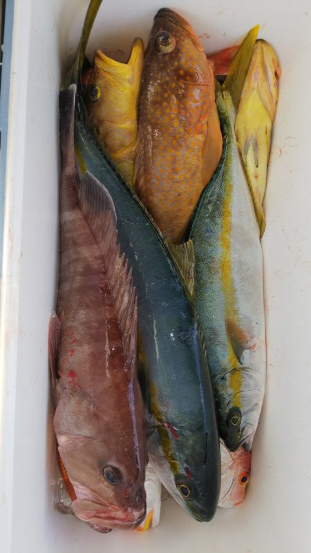 第二龍勢丸 釣果