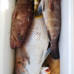 第二龍勢丸 釣果