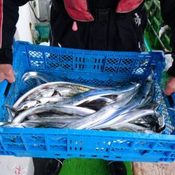 小島丸 釣果