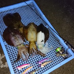 第三共栄丸 釣果