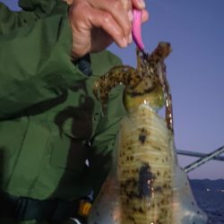 シースナイパー海龍 釣果