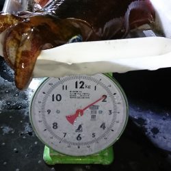 第三共栄丸 釣果