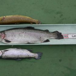 としまえんフィッシングエリア 釣果