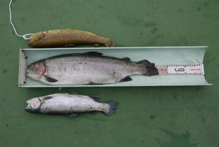 としまえんフィッシングエリア 釣果