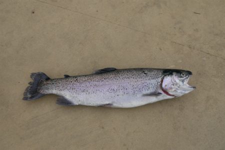 としまえんフィッシングエリア 釣果