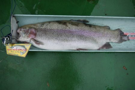 としまえんフィッシングエリア 釣果