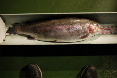 としまえんフィッシングエリア 釣果