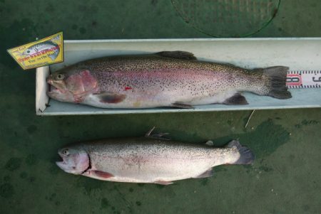 としまえんフィッシングエリア 釣果