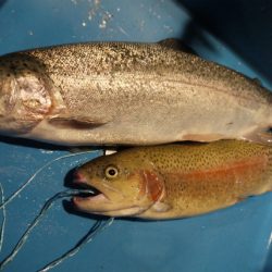 としまえんフィッシングエリア 釣果