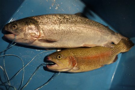 としまえんフィッシングエリア 釣果