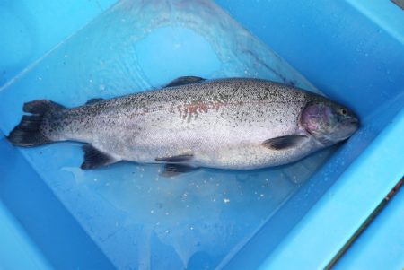 としまえんフィッシングエリア 釣果