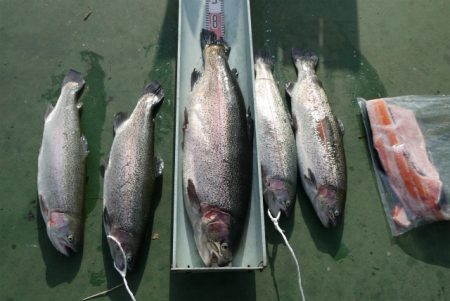 としまえんフィッシングエリア 釣果