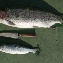 としまえんフィッシングエリア 釣果