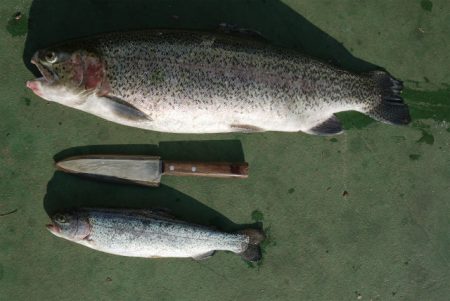 としまえんフィッシングエリア 釣果