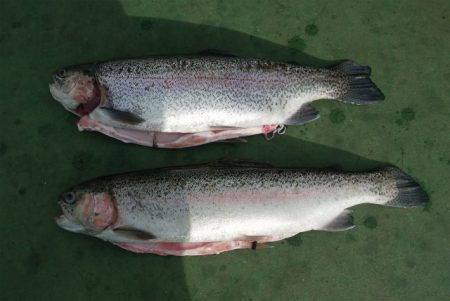 としまえんフィッシングエリア 釣果