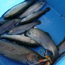 としまえんフィッシングエリア 釣果