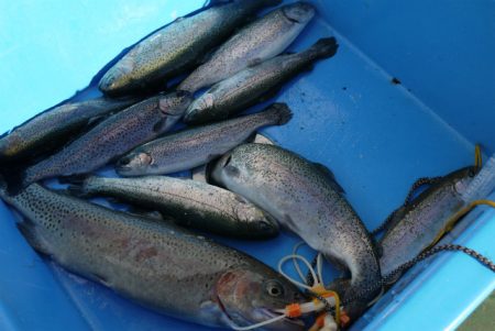 としまえんフィッシングエリア 釣果